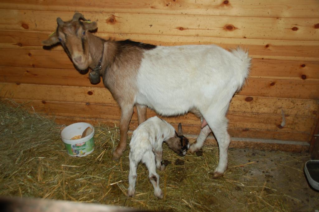 קאנילו Casa Rural Restaurant Borda Patxeta מראה חיצוני תמונה